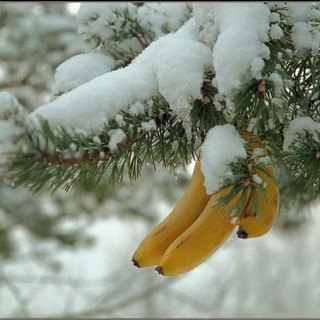 Telegram profile photo for Banano, покупка виртов, донатов