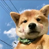 Telegram profile photo for 白嫖之王