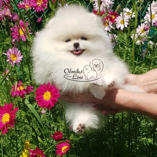 Telegram profile photo for Питомник Олмикс Лайн