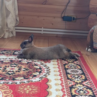 Telegram profile photo for The Rabbit House