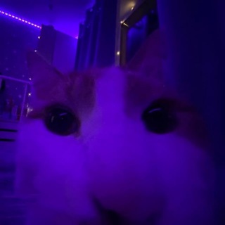 Telegram profile photo for дэнчик на чилле {$murrr}