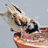 Telegram profile photo for ટહુકો🐥