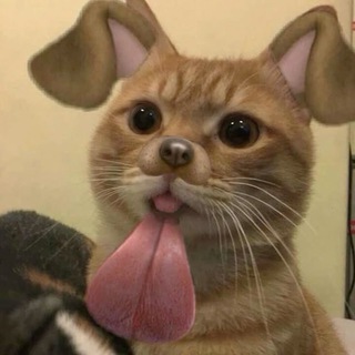 Telegram profile photo for aldi’s burger