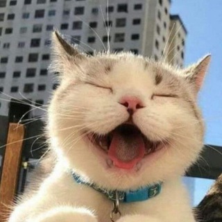 Telegram profile photo for Лучше друзья человека 🐴🐱🐶