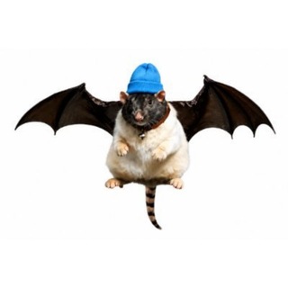Telegram profile photo for CatBatHatFatRat