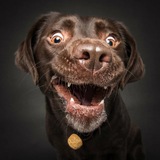Telegram profile photo for Собака - кусака