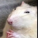 Telegram profile photo for ИМПЕРИЯ ПЕПСИ ☻