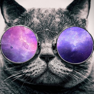 Telegram profile photo for safe space cats
