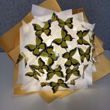 Telegram profile photo for Crazy butterfly