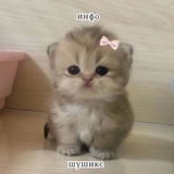 Telegram profile photo for Инɸ᧐ ɯуɯᥙκᥴ