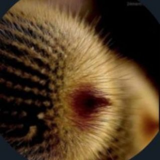 Telegram profile photo for 🍎 Алматинка🍎