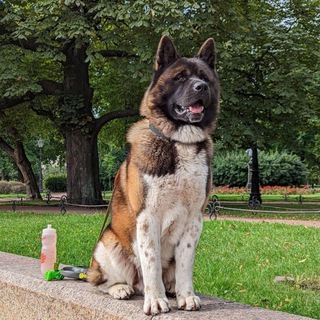 Telegram profile photo for Чебур. Настоящий американский акитос