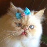 Telegram profile photo for Юляша уполномочена заявить