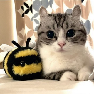 Telegram profile photo for Невирусные стикеры