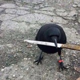 Telegram profile photo for Ворона