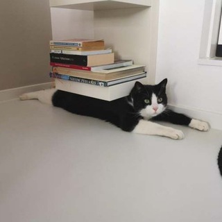 Telegram profile photo for Книгоблудие (18+)