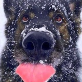 Telegram profile photo for ТУПАЯ D.O.G.