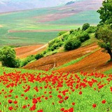 Telegram profile photo for سیدناصرنبیلی