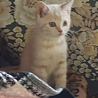 Telegram profile photo for КОТИКИ 🐈
