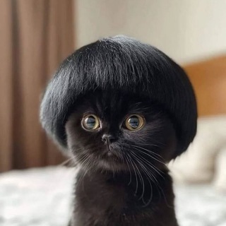 Telegram profile photo for Котик с модной причёской