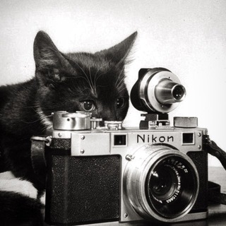 Telegram profile photo for pictures of you