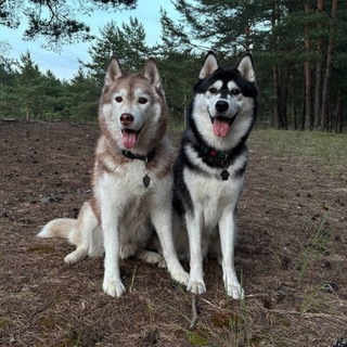 Telegram profile photo for The Siberian duo