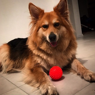 Telegram profile photo for Животные ИЛ