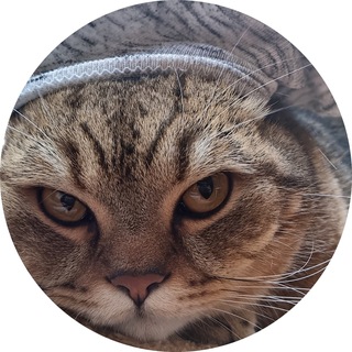 Telegram profile photo for MadCat.meme