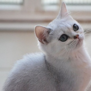 Telegram profile photo for Британские шиншиллы Воронеж AuraLuxe🤍