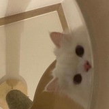 Telegram profile photo for ya