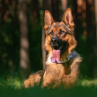Telegram profile photo for немецкий танк