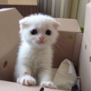 Telegram profile photo for ссадина