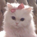 Telegram profile photo for Cat.House