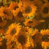 Telegram profile photo for Sea of sunflowers