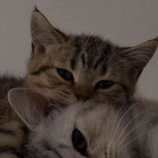 Telegram profile photo for Я хочу