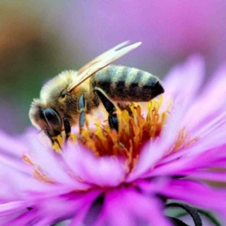 Telegram profile photo for AСАЛ ХАР БИР ДАРДГА ШИФОДУР🍯🍃🐝🐝🐝