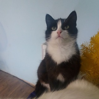 Telegram profile photo for Чорно білий котик