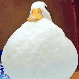 Telegram profile photo for The duck