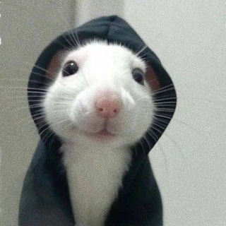 Telegram profile photo for Hoodrat