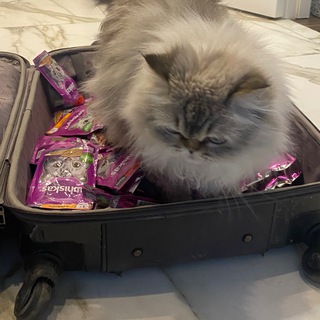 Telegram profile photo for Соня сладкий котик