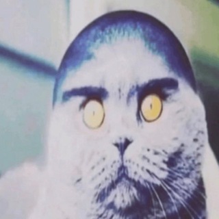Telegram profile photo for zagrrr