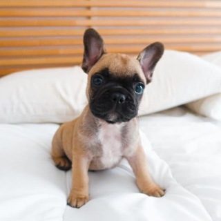 Telegram profile photo for Cuccioli di Bulldog Francese 🐶❤️