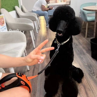 Telegram group profile photo for Пудель Чат 🇷🇺