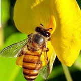 Telegram profile photo for honeybee