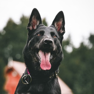 Telegram profile photo for НИКИТА