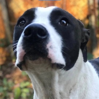 Telegram group profile photo for 🆘 Поможем Лоре! 🙏🏻🐕