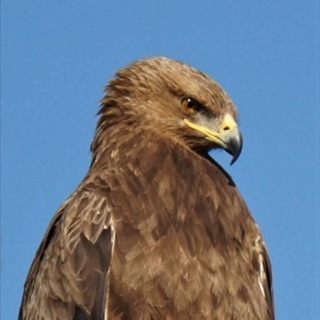 Telegram profile photo for Эстонский для чайников