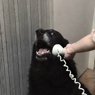 Telegram profile photo for Yes, This is Dog - Portal