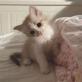 Telegram profile photo for психомемы <3