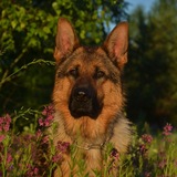 Telegram profile photo for немецкий танк